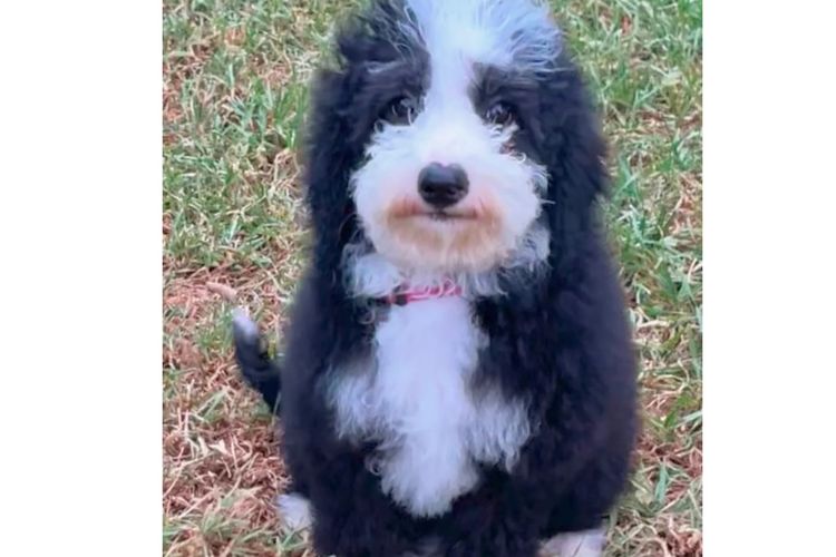 Casa De Oodle Bordoodles