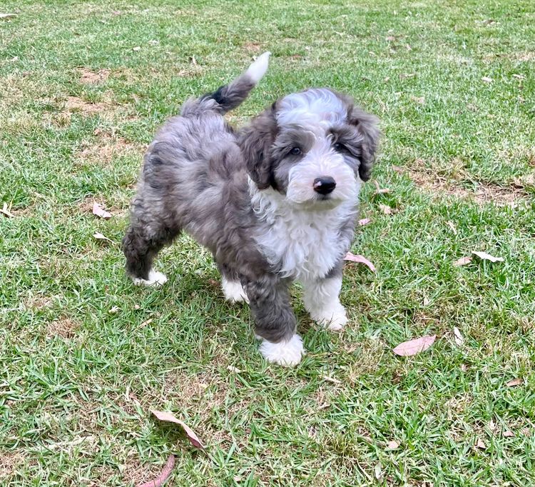 Casa De Oodle Bordoodles