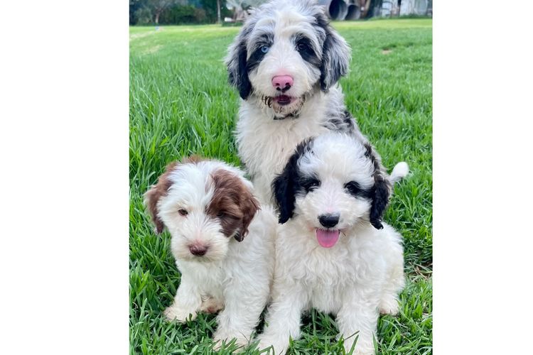 Casa De Oodle Bordoodles