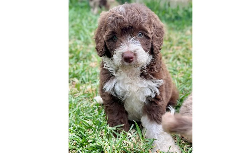 Casa De Oodle Bordoodles