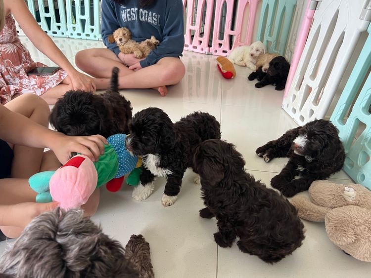 Sunshine Labradoodles