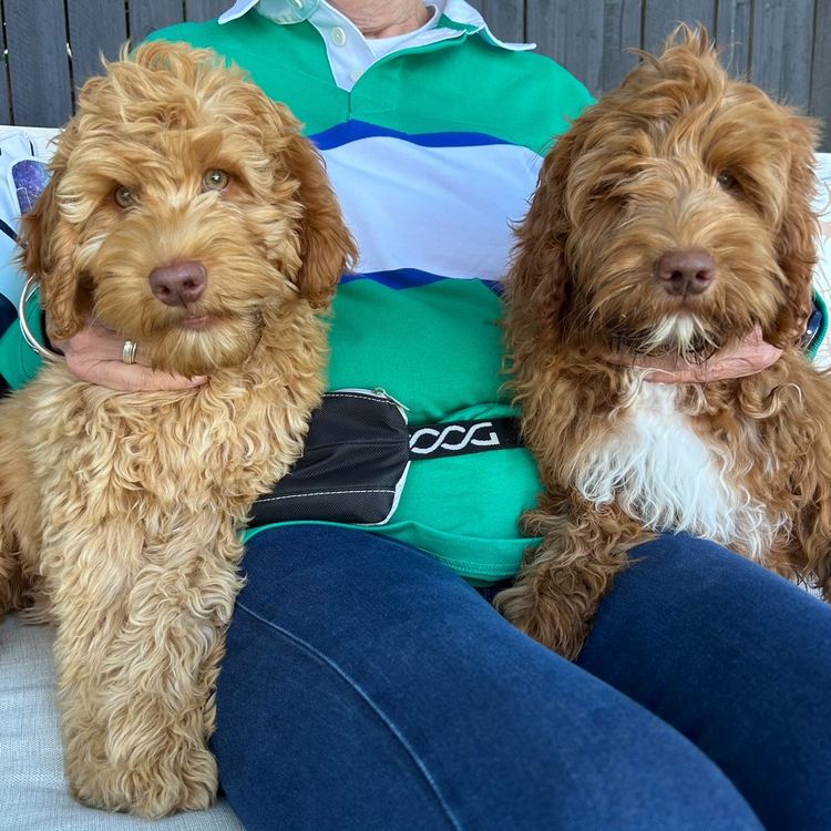 Sunshine Labradoodles