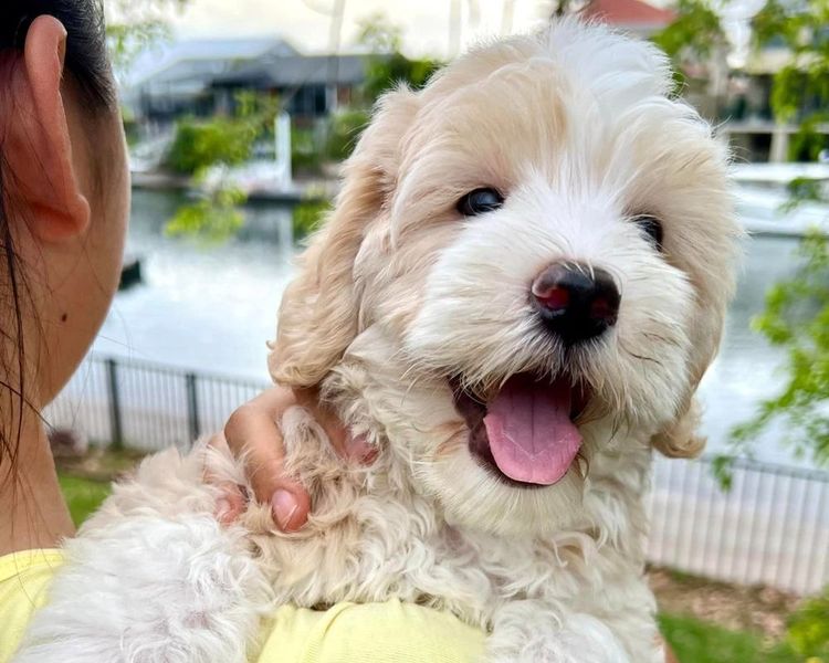 Sunshine Labradoodles
