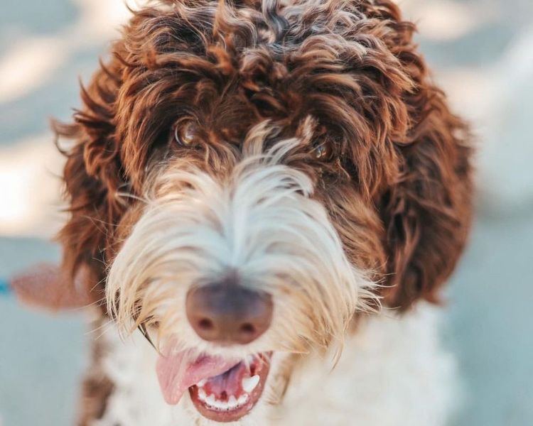 Sunshine Labradoodles