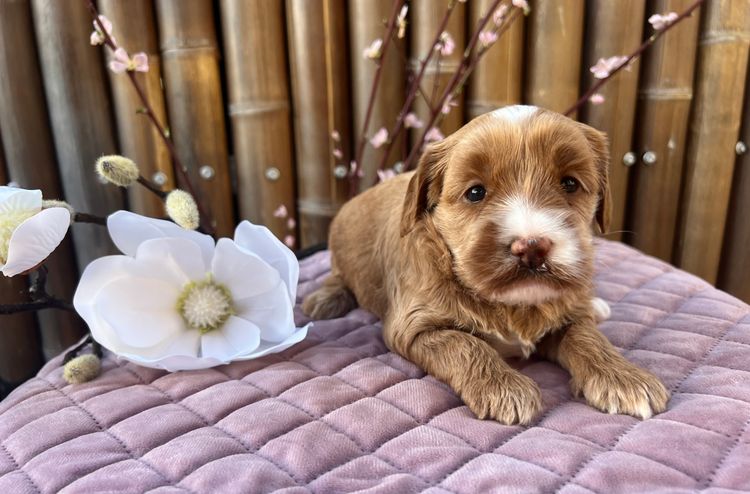 Sunshine Labradoodles