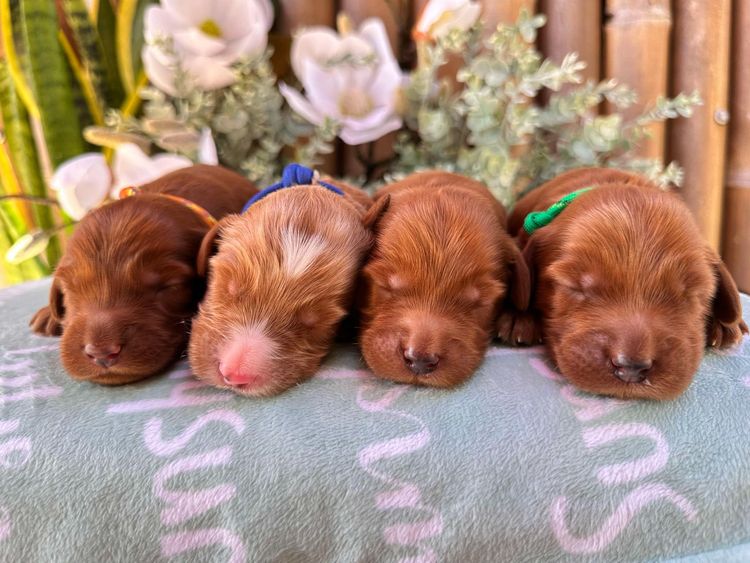 Sunshine Labradoodles