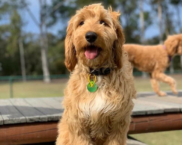 Sunshine Labradoodles