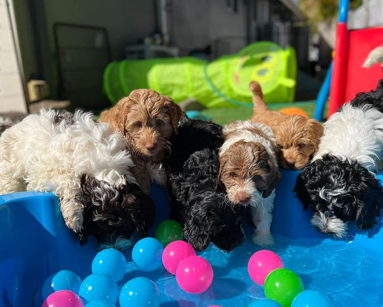 Sunshine Labradoodles