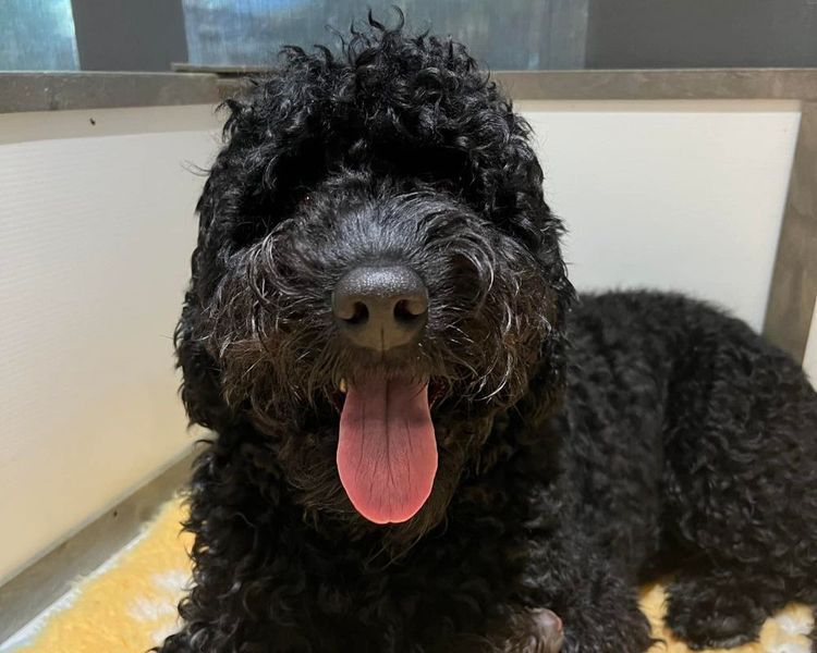Sunshine Labradoodles