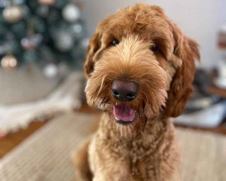 Sunshine Labradoodles