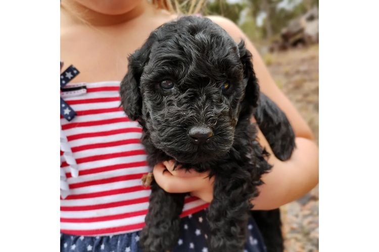 Raised Right Puppies Australia –  Pedigree Miniature Poodles