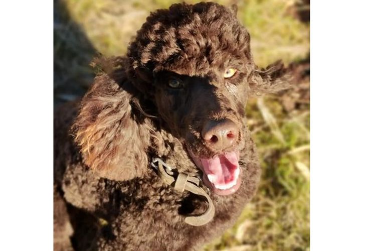 Raised Right Puppies Australia –  Pedigree Miniature Poodles