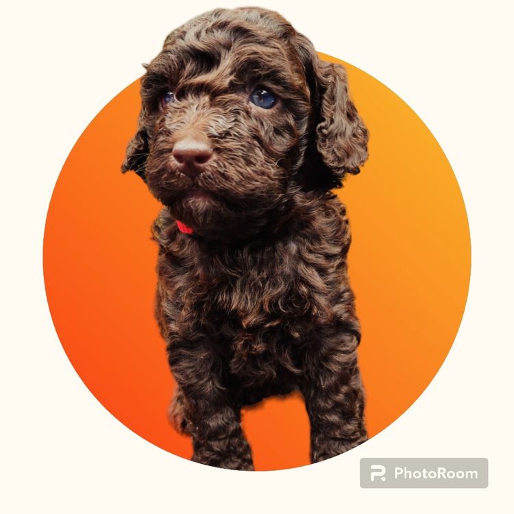 Raised Right Puppies Australia –  Pedigree Miniature Poodles