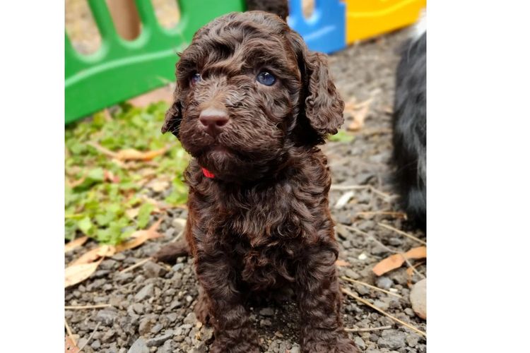 Raised Right Puppies Australia –  Pedigree Miniature Poodles