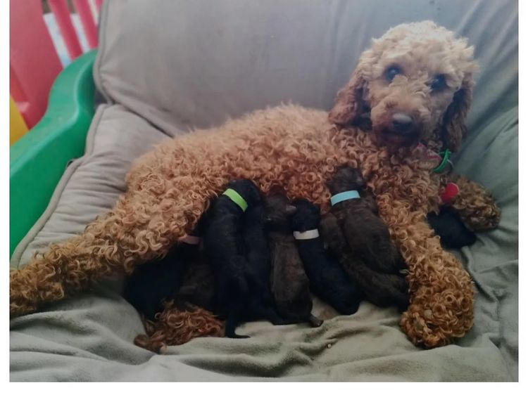 Raised Right Puppies Australia –  Pedigree Miniature Poodles