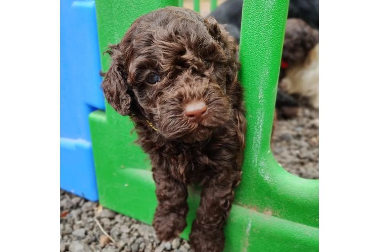 Raised Right Puppies Australia –  Pedigree Miniature Poodles
