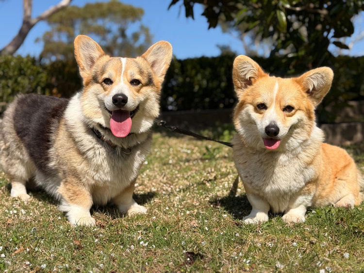 Orical Pembroke Corgis