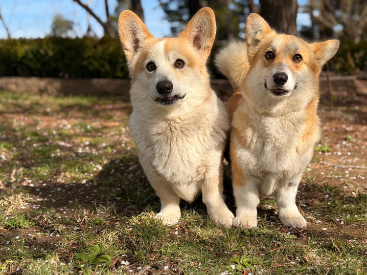 Orical Pembroke Corgis