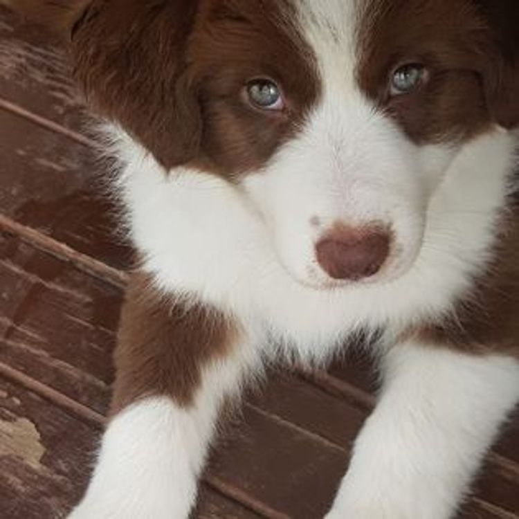 Lotties Run Border Collies