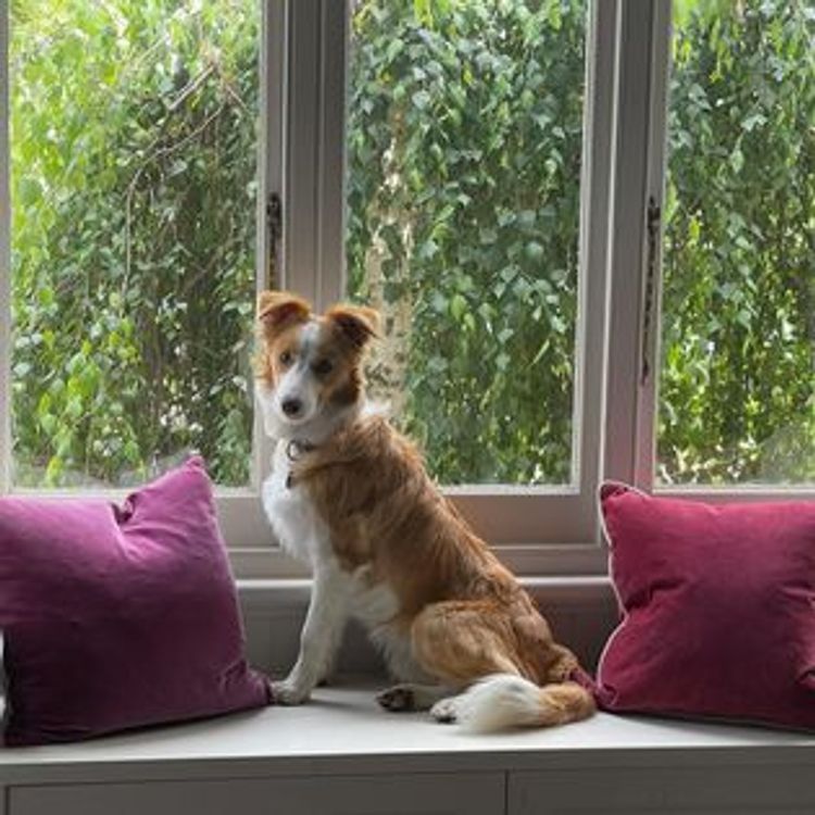 Lotties Run Border Collies