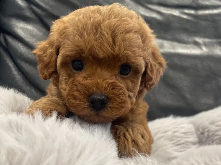 Tilleys Tiny Toys - Toy Poodles