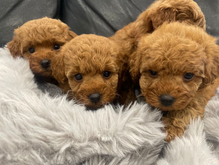 Tilleys Tiny Toys - Toy Poodles