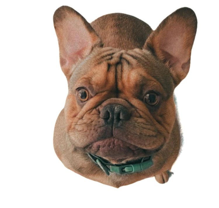Affinity Frenchies