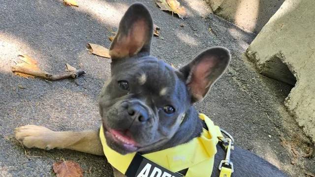 Affinity Frenchies
