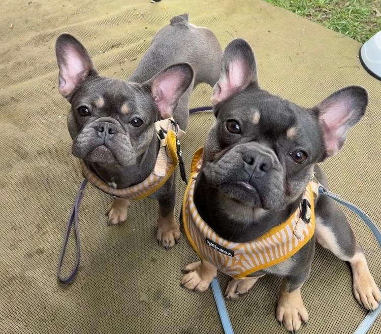 KUQEZI HAUS French Bulldogs