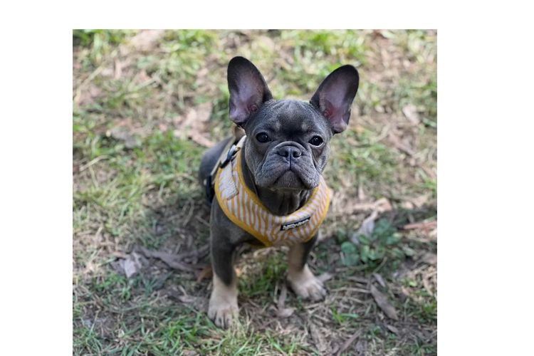 KUQEZI HAUS French Bulldogs