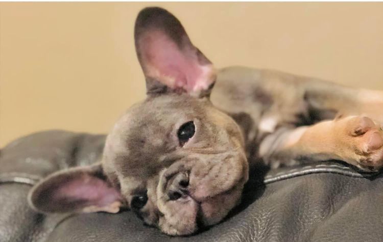KUQEZI HAUS French Bulldogs