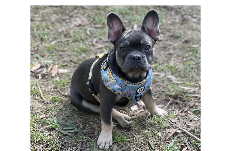 KUQEZI HAUS French Bulldogs
