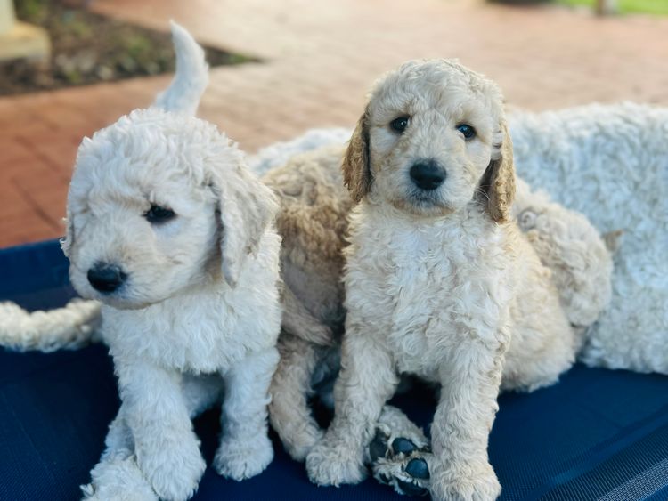 Ivy & Blue Groodle’s