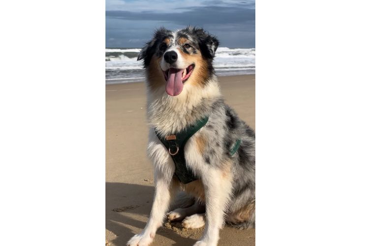 Australian Shepherds