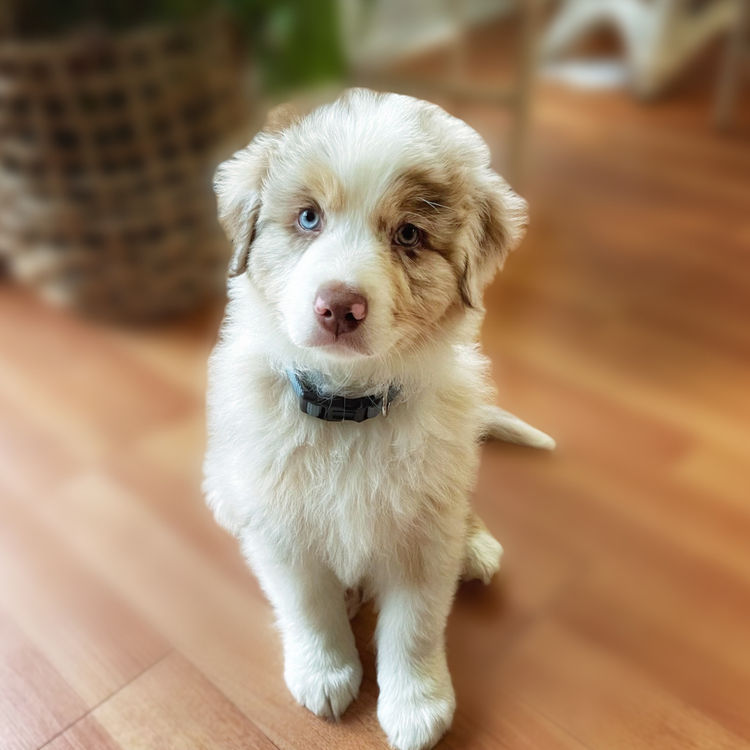 Australian Shepherds