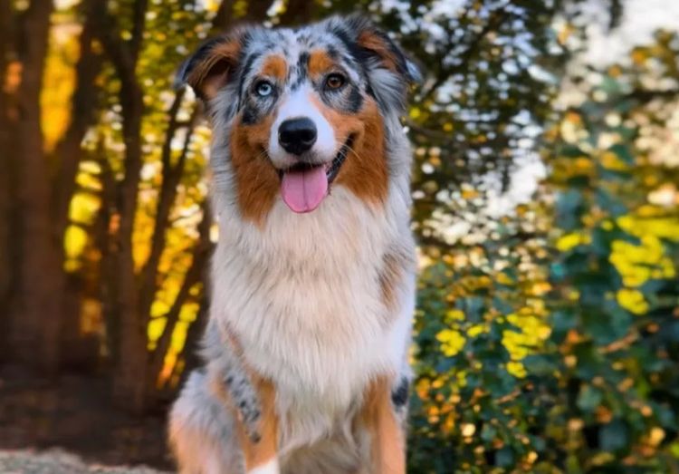 Australian Shepherds
