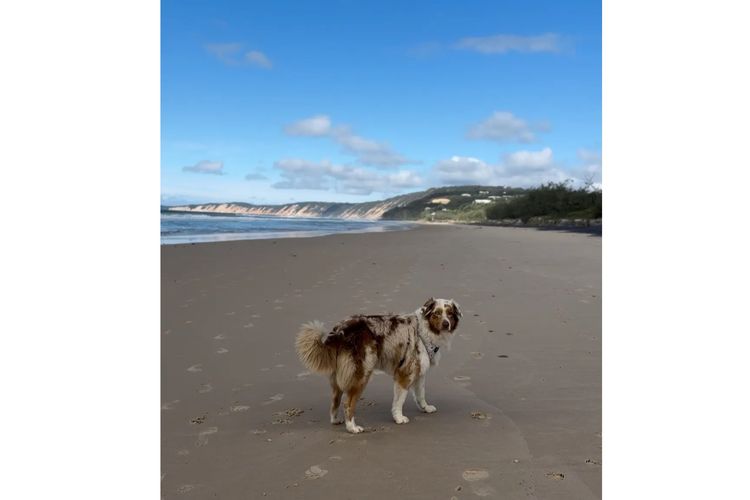 Australian Shepherds