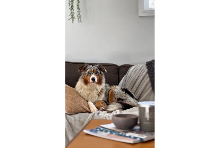 Australian Shepherds