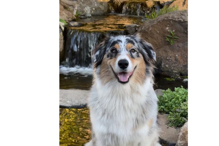 Australian Shepherds