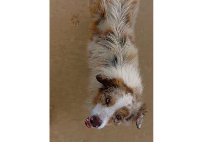 Australian Shepherds