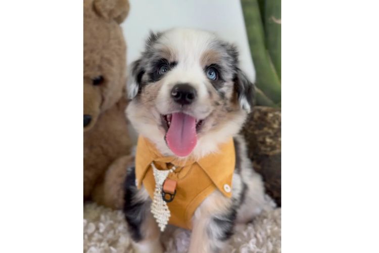 Australian Shepherds
