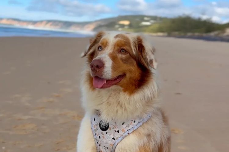 Australian Shepherds