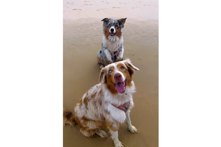 Australian Shepherds
