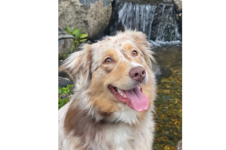 Australian Shepherds