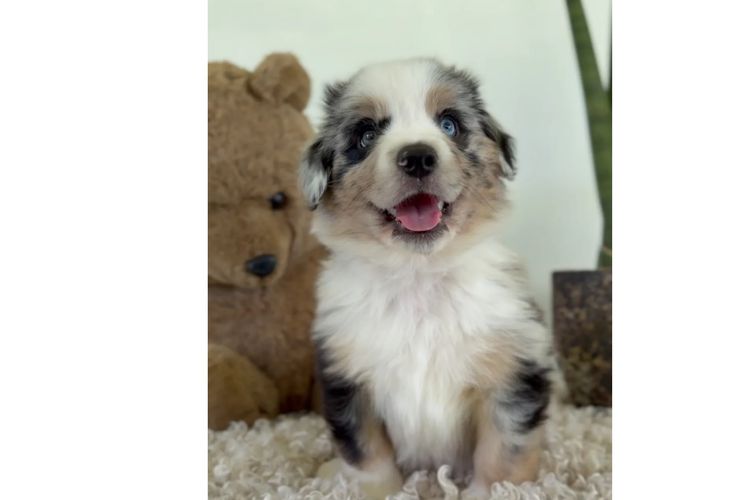 Australian Shepherds
