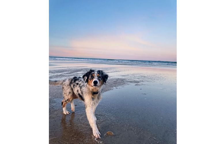 Australian Shepherds