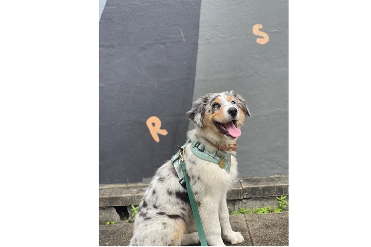 Australian Shepherds