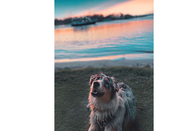 Australian Shepherds