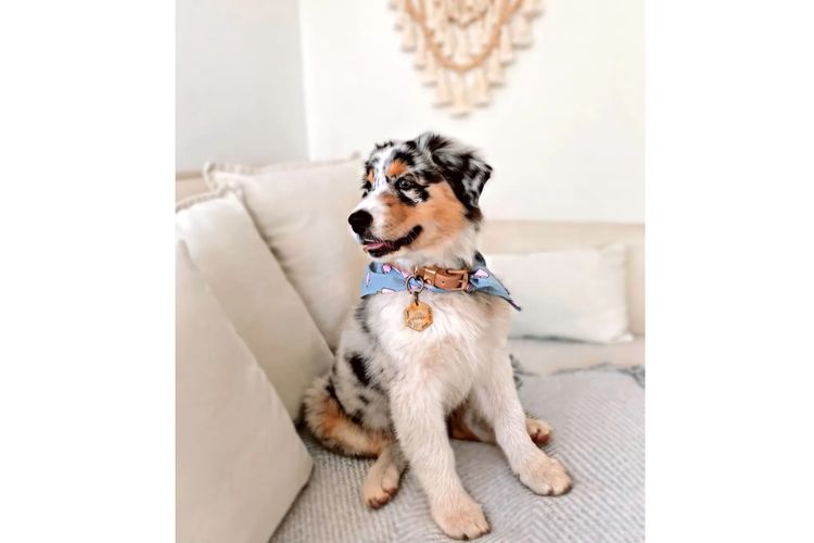 Australian Shepherds