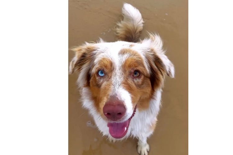Australian Shepherds